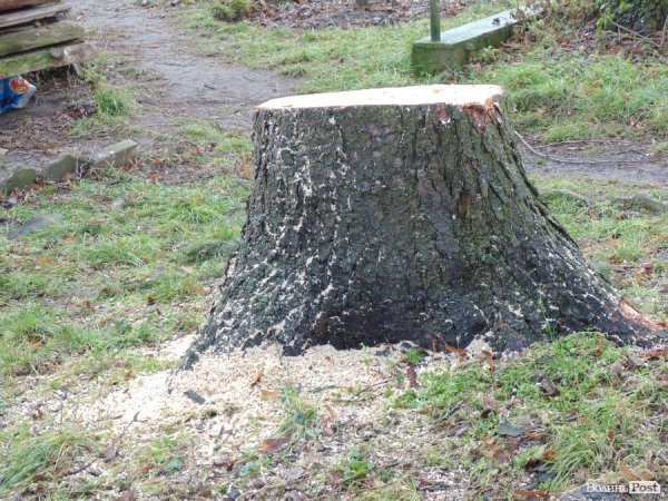 У центрі Луцька спиляли древню ялинку. ФОТО