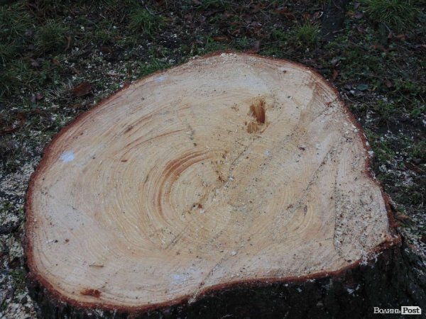 У центрі Луцька спиляли древню ялинку. ФОТО