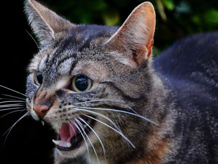 У громаді на Волині виявили сказ у бродячого кота