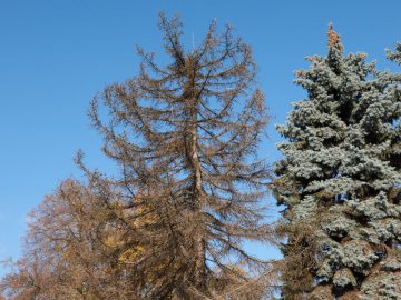 У Луцьку на Театральному майдані зріжуть дерева. ФОТО