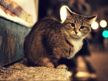 Лучани врятували дворового кота, який ледь не загинув від спеки