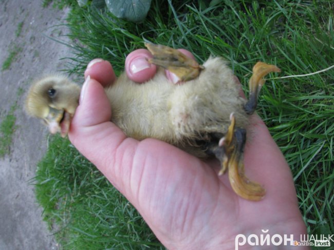 На Волині народилося рідкісне каченя-мутант