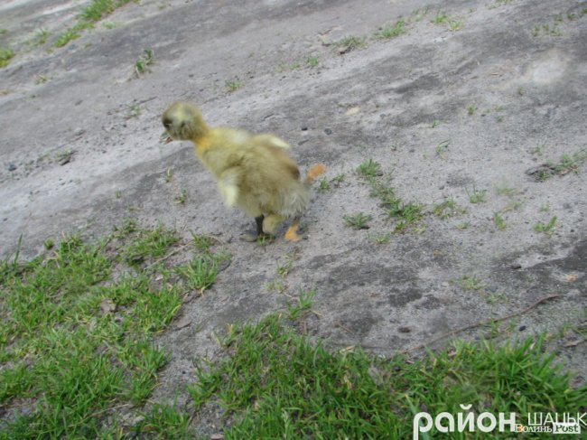 На Волині народилося рідкісне каченя-мутант