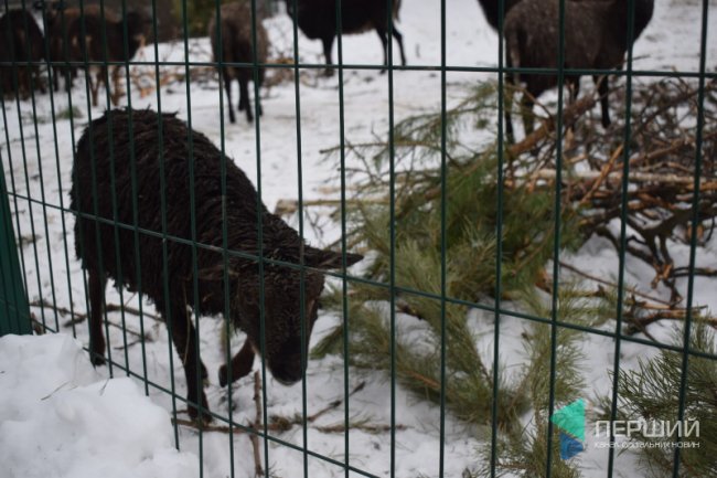 Куди в Луцьку можна здати ялинку, щоб вона принесла користь