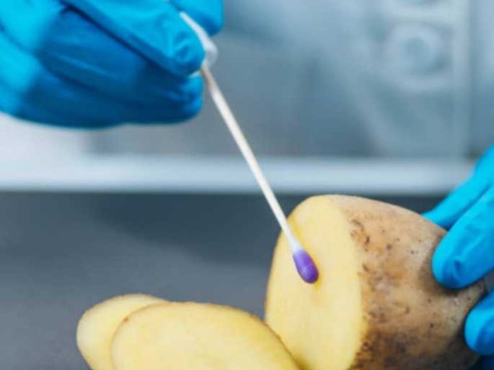 На Волині створять картопляну лабораторію