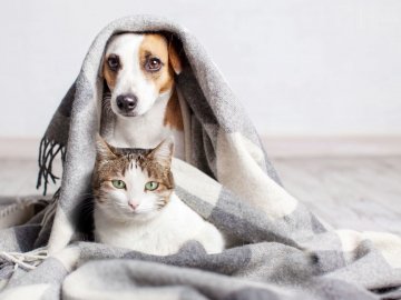 В Україні дозволили перебувати в укриттях із домашніми тваринами