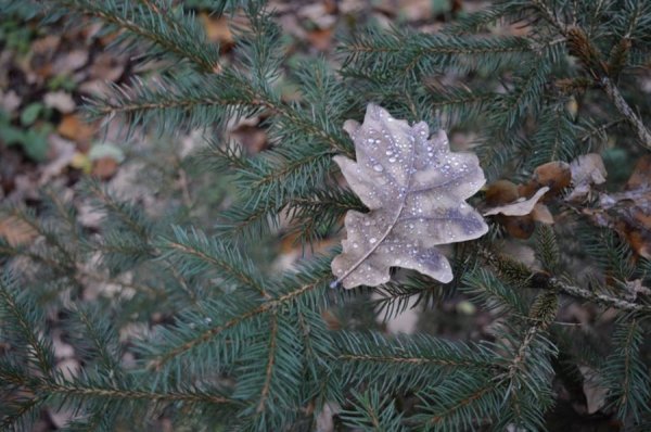 Опублікували неймовірні фото волинських лісів восени
