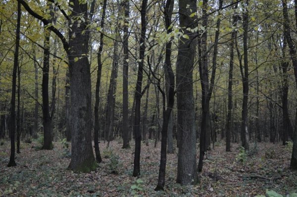 Опублікували неймовірні фото волинських лісів восени