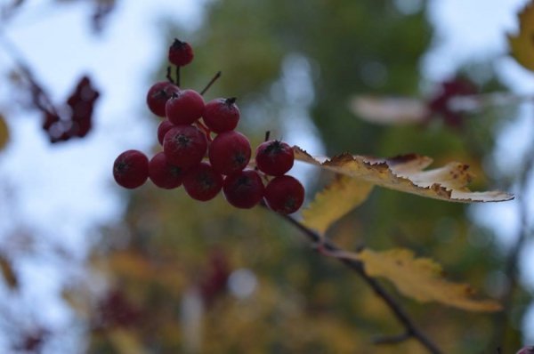 Опублікували неймовірні фото волинських лісів восени