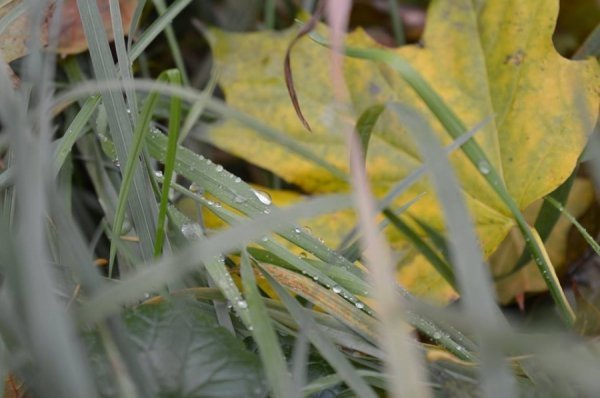 Опублікували неймовірні фото волинських лісів восени