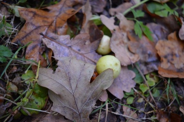 Опублікували неймовірні фото волинських лісів восени