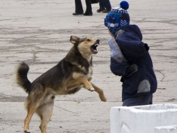 На Волині мешканці скаржаться на собак, які нападають на дітей