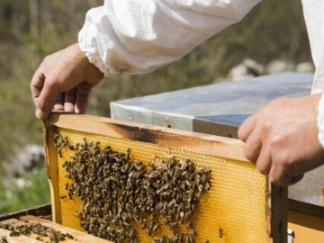 Бджільництво та товари для бджільництва онлайн*