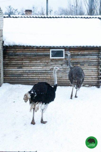 Зима в Луцькому зоопарку