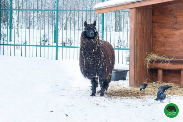 Зима в Луцькому зоопарку