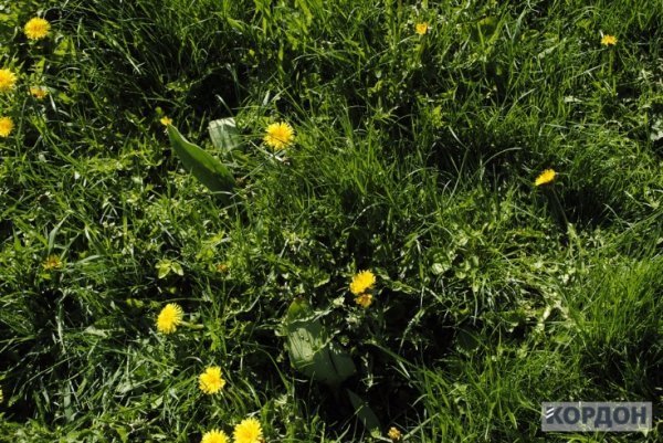 У Любомлі активісти посварились з владою через тюльпани. ФОТО 