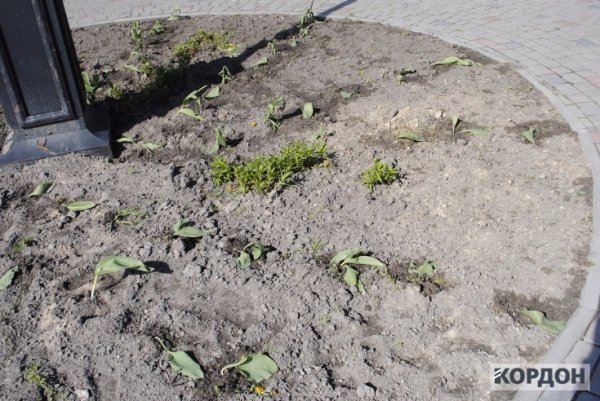 У Любомлі активісти посварились з владою через тюльпани. ФОТО 