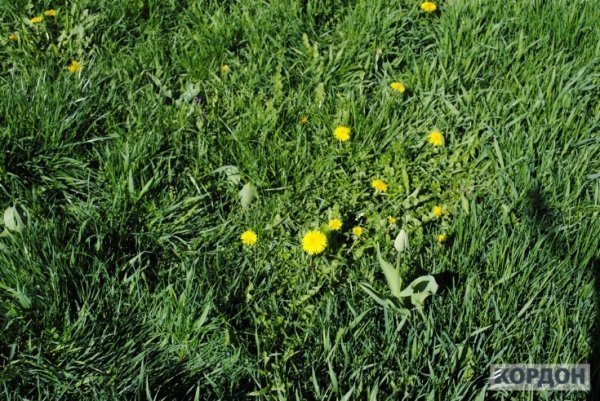 У Любомлі активісти посварились з владою через тюльпани. ФОТО 