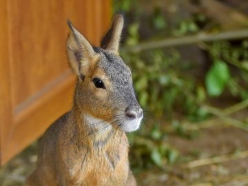 Одні з найбільших у світі гризунів: у Луцькому зоопарку – нові мешканці. ФОТО
