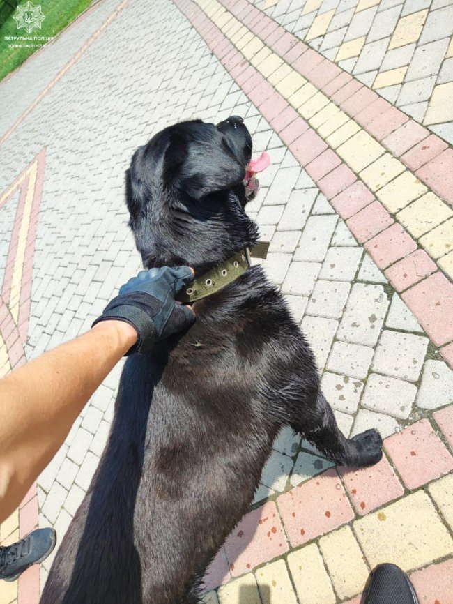 У Луцьку розшукують господаря собаки