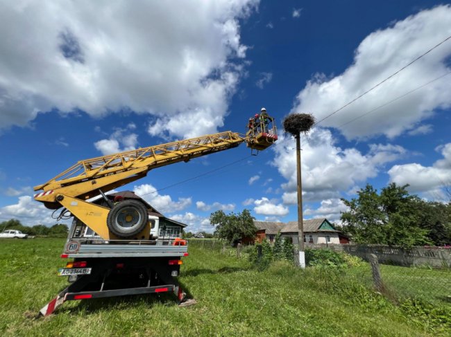 Спостерігатимуть через супутник: на Волині вперше кільцювали лелечат. ФОТО