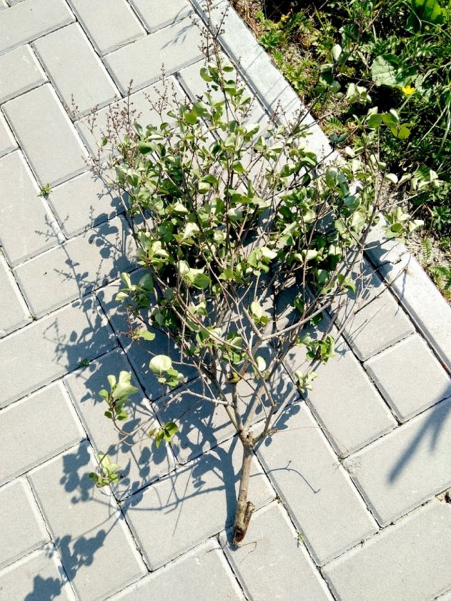 У місті на Волині  вандали понищили декоративні дерева