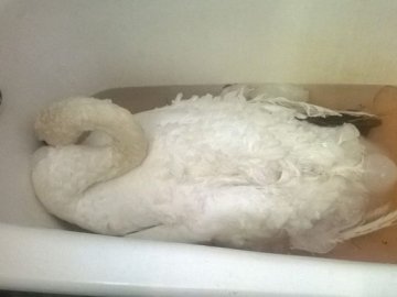 У Володимирі від собак та морозу врятували лебедя