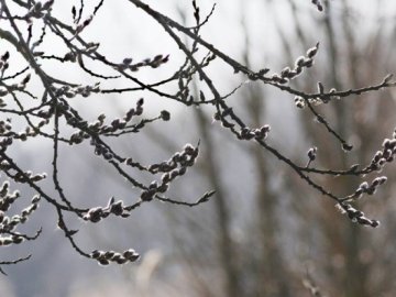 Погода в Луцьку та Волинській області на п’ятницю, 10 березня