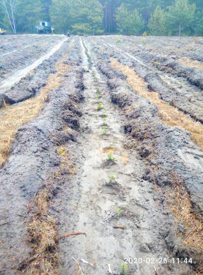 У Шацькому нацпарку висадили перших 8 тисяч дерев