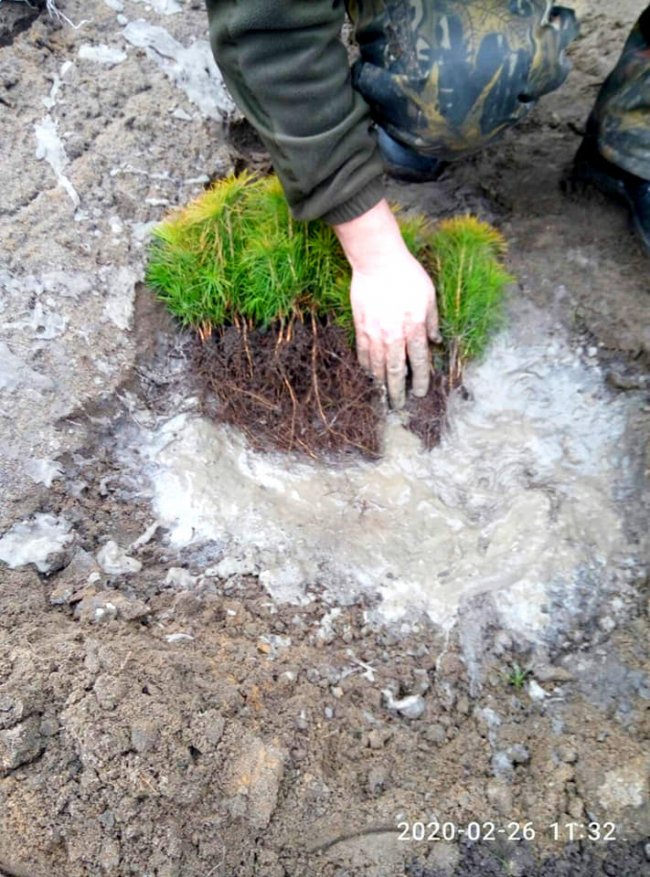 У Шацькому нацпарку висадили перших 8 тисяч дерев