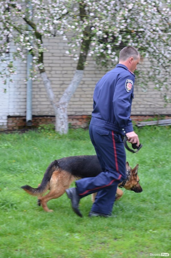Як живуть та тренуються службові собаки. ФОТО