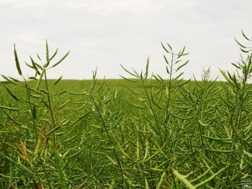 На Волині цьогоріч небезпечна хвороба вразила посіви ріпаку  