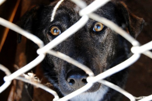 Іноземці безплатно стерилізуватимуть луцьких собак