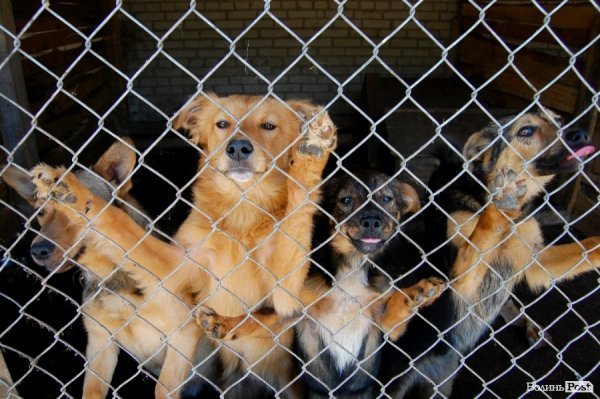 Іноземці безплатно стерилізуватимуть луцьких собак
