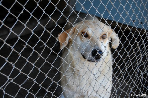 Іноземці безплатно стерилізуватимуть луцьких собак