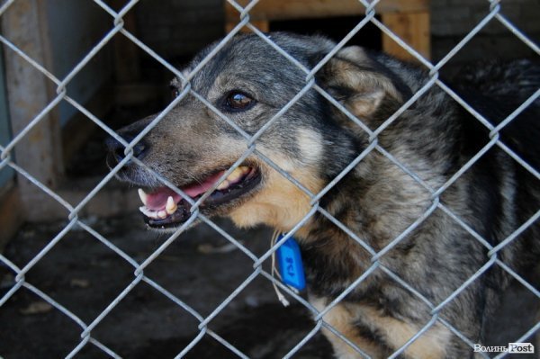 Іноземці безплатно стерилізуватимуть луцьких собак
