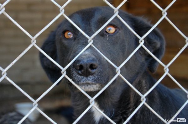 Іноземці безплатно стерилізуватимуть луцьких собак