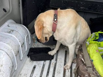 На «Ягодині» в американця пес винюхав наркотики. ФОТО