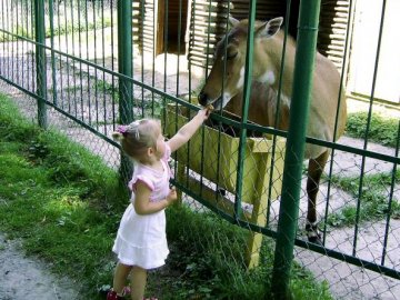 У луцькому зоопарку відремонтують вольєри