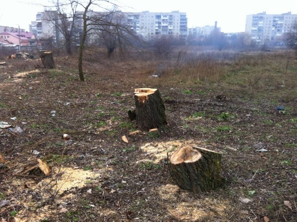 Невідомі чоловіки ріжуть у Ковелі дерева і нападають на журналістів. ФОТО