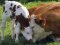 В Україні відновили дотації на ВРХ, кіз та овець