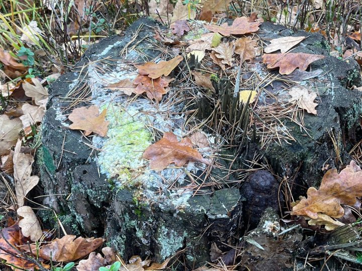 На Волині грибники знайшли вибухонебезпечний предмет у пеньку. ФОТО