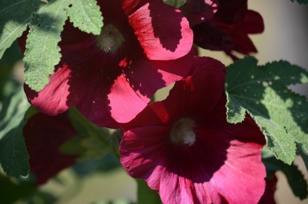 Фотовиставка: Сергій Олешкевич