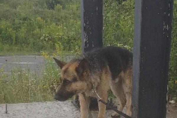 На Рівненщині поліцейські і волонтери добу рятували покинуту вівчарку. ФОТО