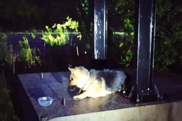 На Рівненщині поліцейські і волонтери добу рятували покинуту вівчарку. ФОТО