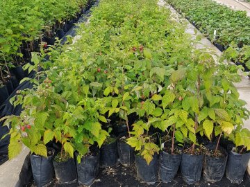  Вирощування малини на ділянці*