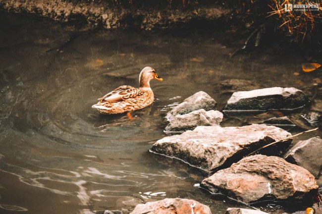 Атмосферні фото осені у луцькому «Сіті Парку»