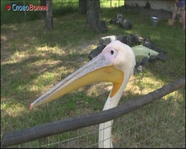 Як живе пелікан у луцькому зоопарку. ФОТО. ВІДЕО
