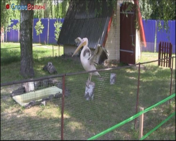 Як живе пелікан у луцькому зоопарку. ФОТО. ВІДЕО