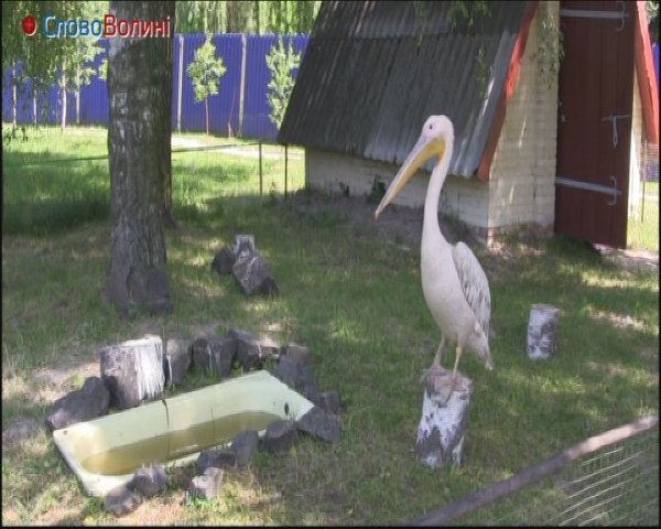 Як живе пелікан у луцькому зоопарку. ФОТО. ВІДЕО